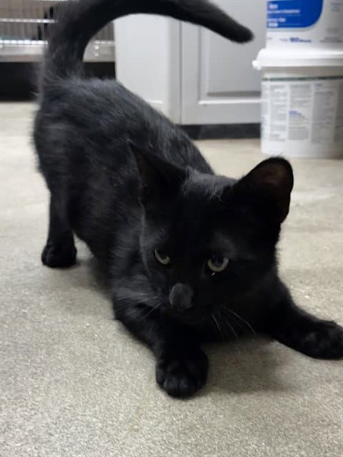 Razoul - Domestic Short Hair