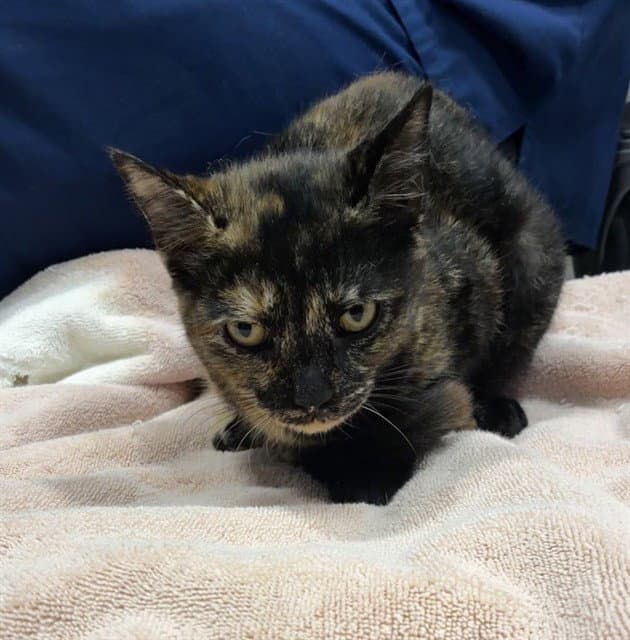 Shenzi - Domestic Short Hair