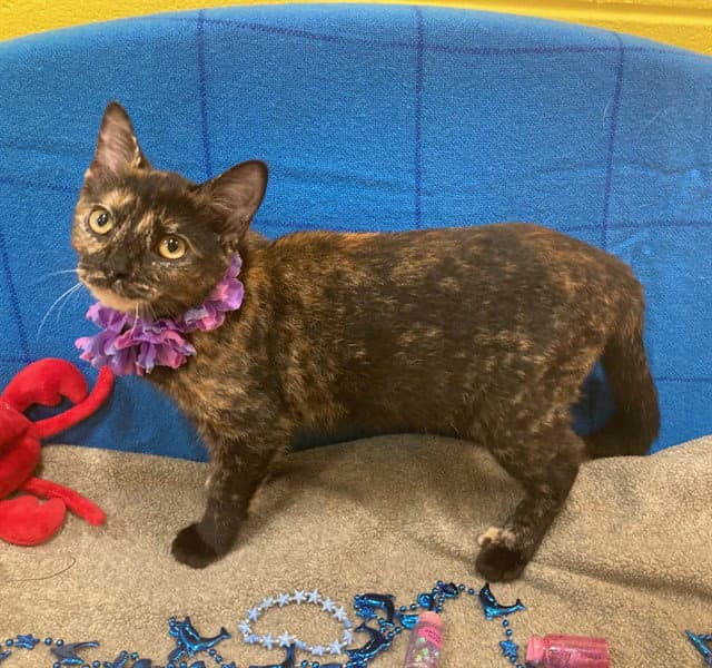 Shenzi - Domestic Short Hair