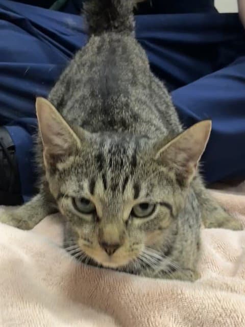Simea - Domestic Short Hair