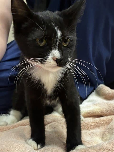 Shanti - Domestic Short Hair