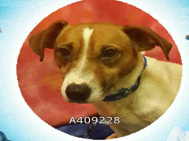 Kobe - Parson Russell Terrier