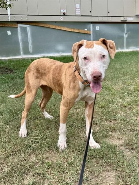 Pattie - Pit Bull Terrier