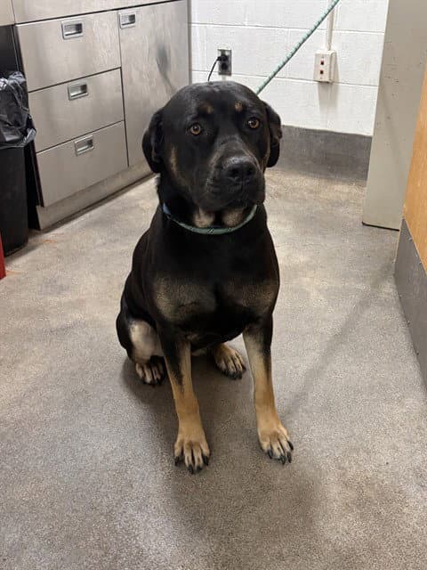 Tulip - Rottweiler