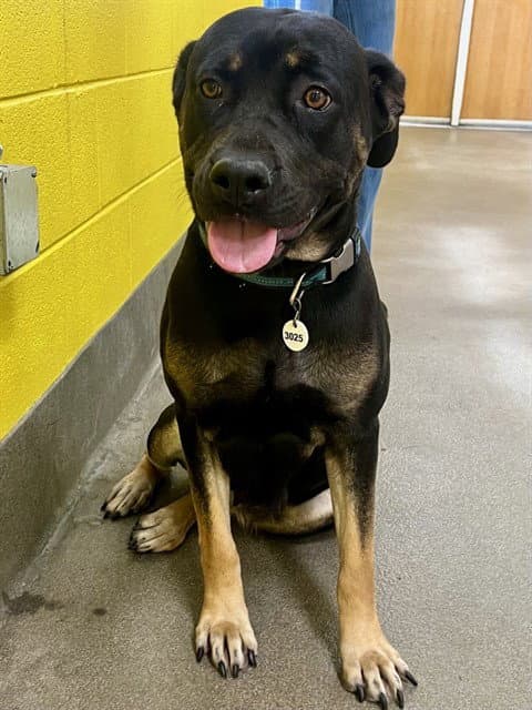 Tulip - Rottweiler