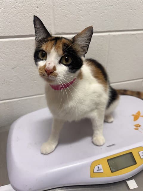 Blush - Domestic Short Hair