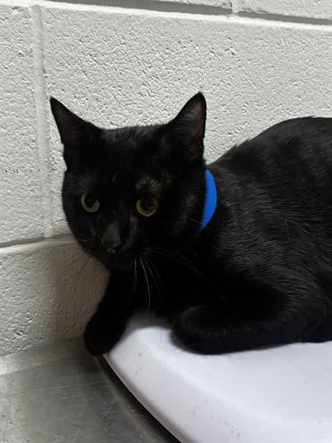 Rodney - Domestic Short Hair