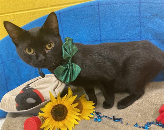 Rodney - Domestic Short Hair