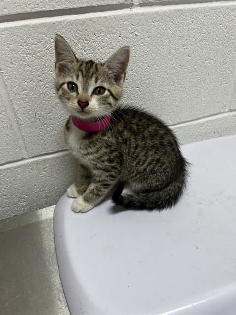 Cherry - Domestic Short Hair