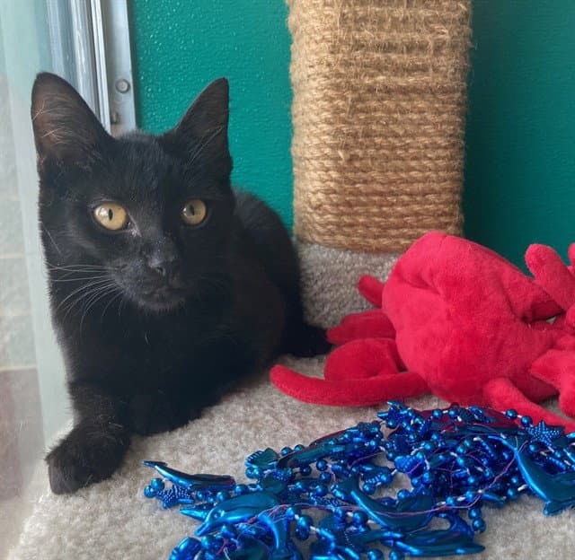 Sephiroth - Domestic Short Hair