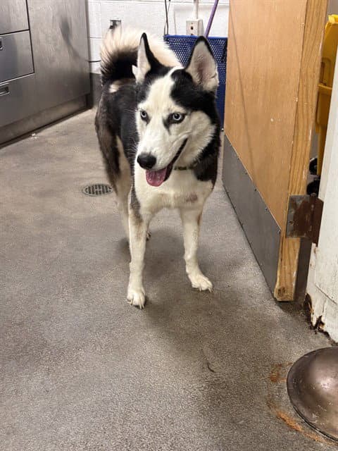 Tiffany - Siberian Husky