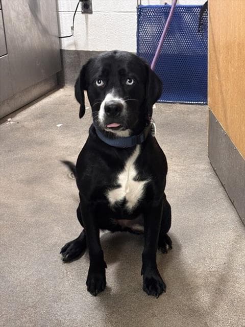 Mary Mary - Labrador Retriever
