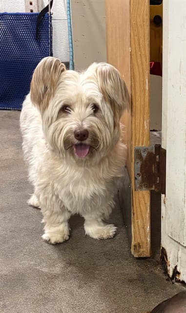Barbie - Havanese