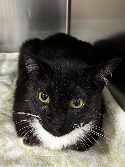 Marvin - Domestic Short Hair