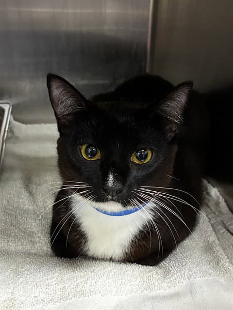 Marty - Domestic Short Hair