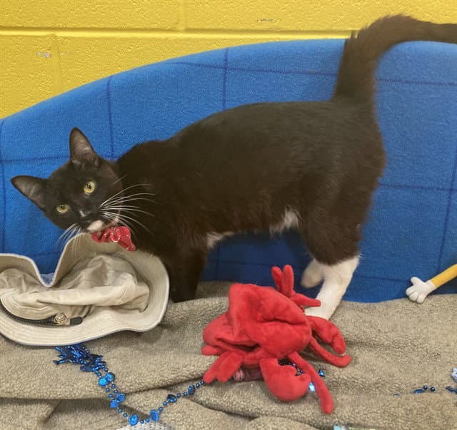 Marty - Domestic Short Hair