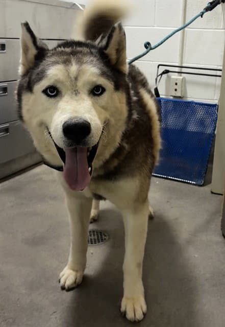 Big Man - Siberian Husky