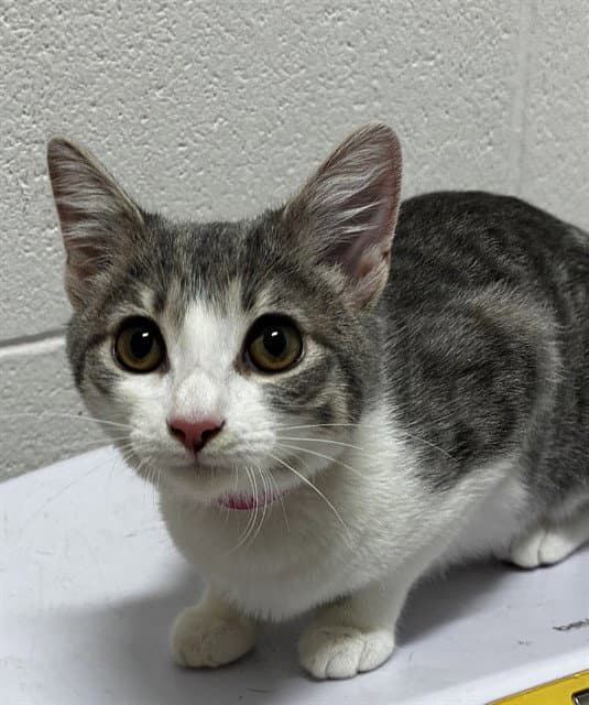 Minnie - Domestic Short Hair