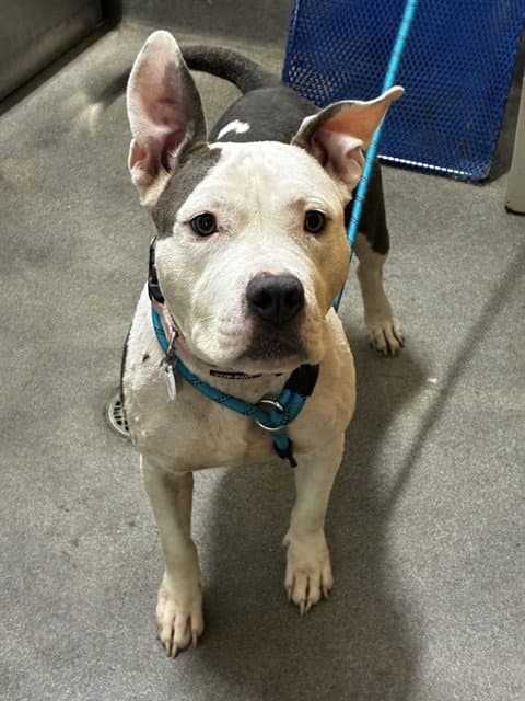 Kanga - Pit Bull Terrier