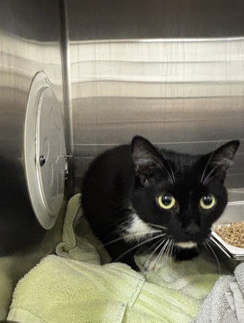 Sutton - Domestic Short Hair