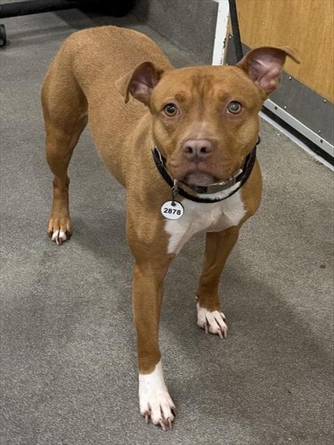 Desarae - Pit Bull Terrier