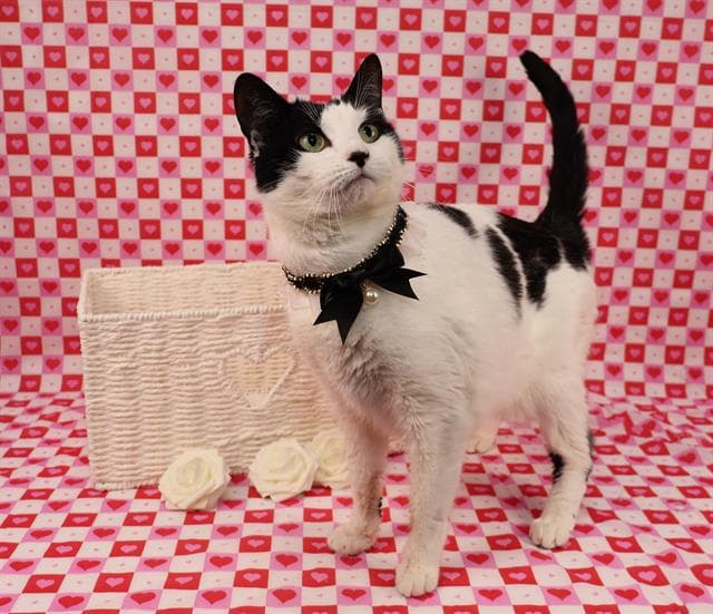 Ruby - Domestic Short Hair