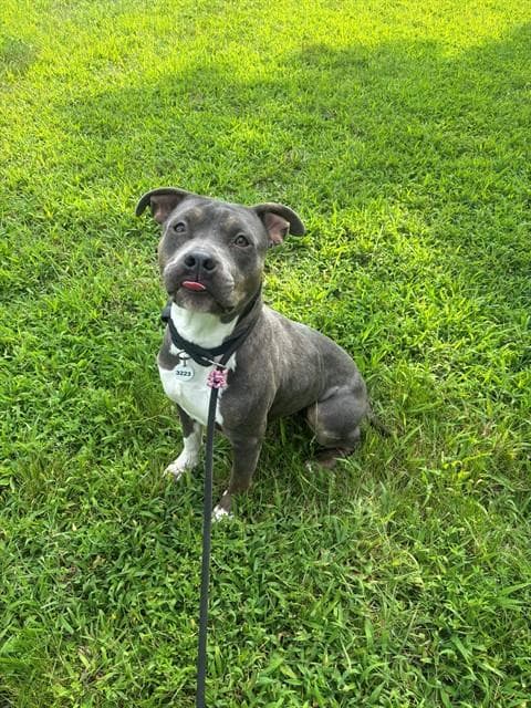 Fortune - Pit Bull Terrier