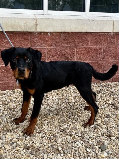 Scout - Rottweiler