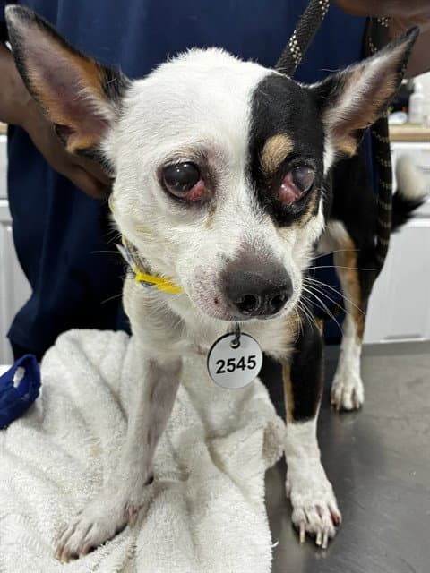 Melvin - Chihuahua