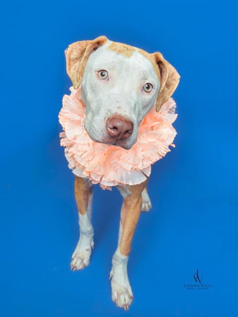 Pattie - Pit Bull Terrier