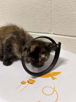 Wendy image 1
