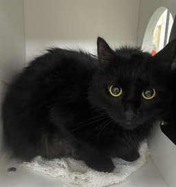 Felix image 1