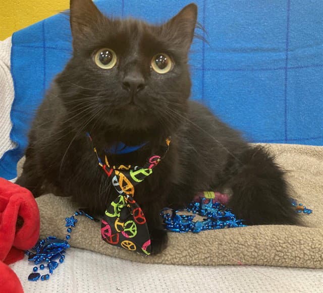 Felix - Domestic Medium Hair