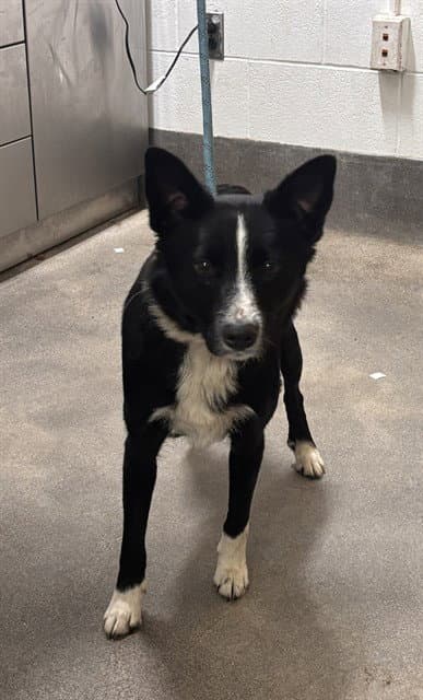 Luna - Border Collie