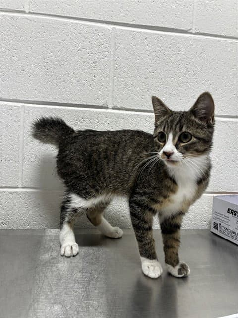Comet - Domestic Short Hair