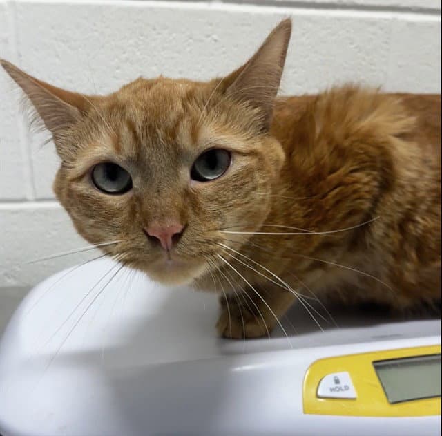 Thomas - Domestic Short Hair