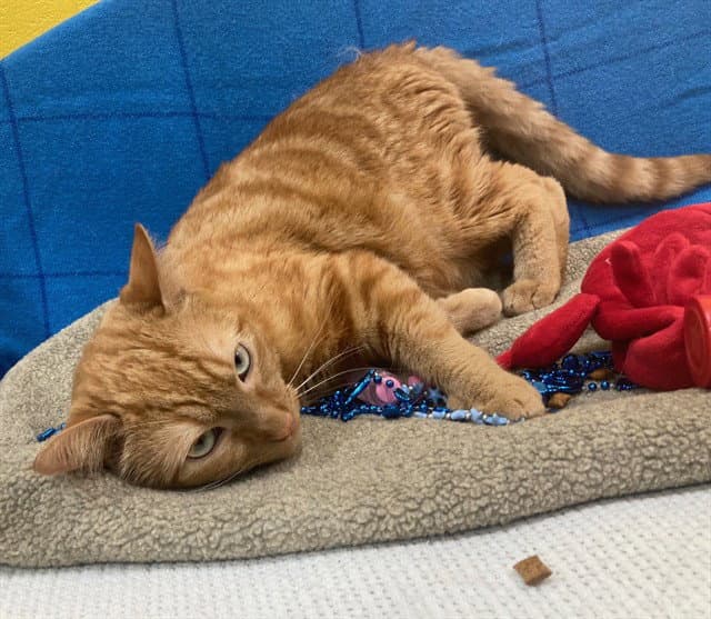 Thomas - Domestic Short Hair