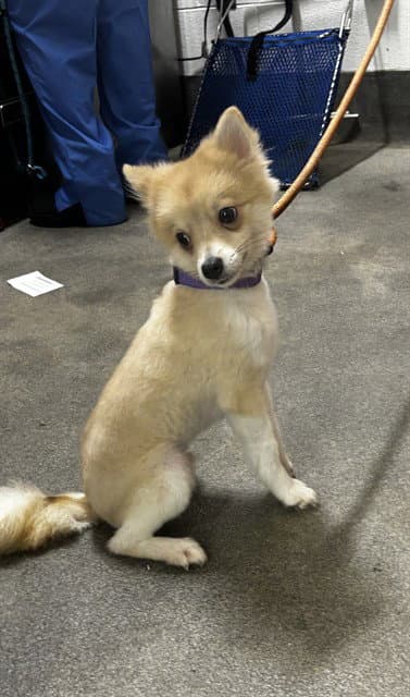Hercules - Pomeranian