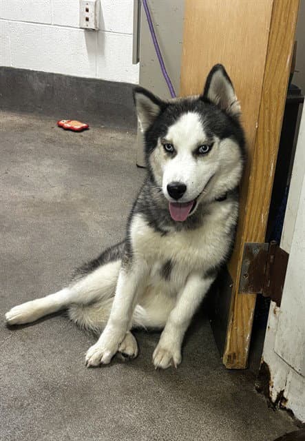 Amari - Husky