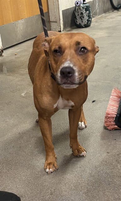 Ricotta - Pit Bull Terrier