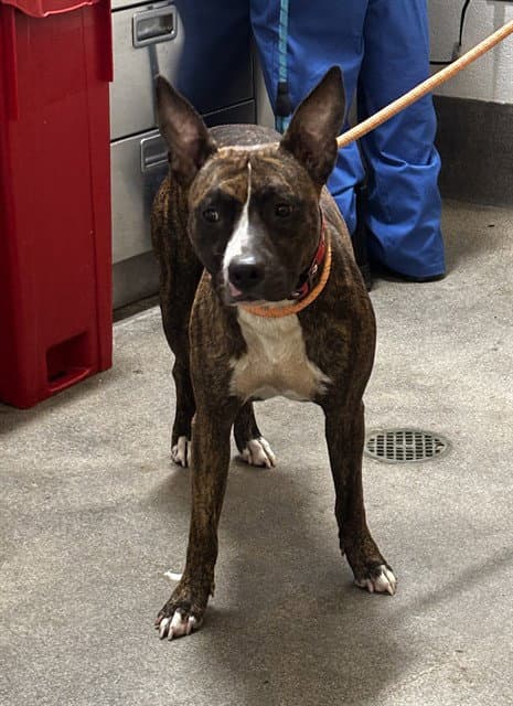 Jewels - Pit Bull Terrier
