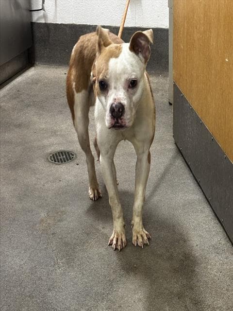 Unknown - Pit Bull Terrier