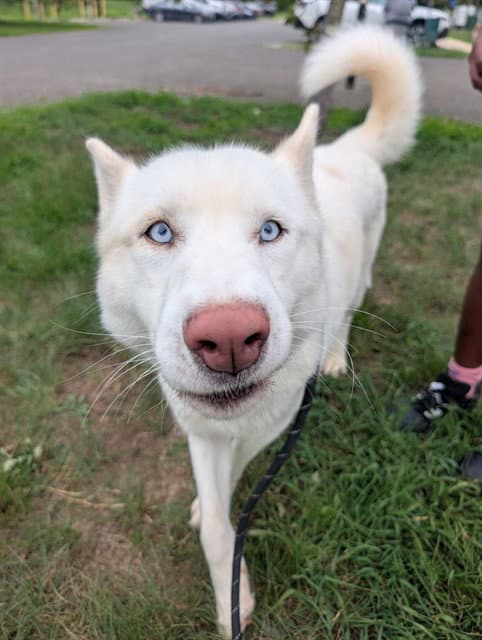 Jett - Siberian Husky