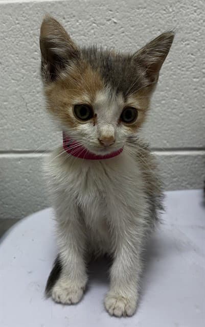 Arctic Mint - Domestic Short Hair
