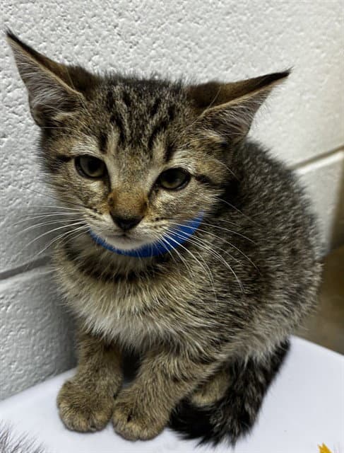 Rocky Road - Domestic Short Hair