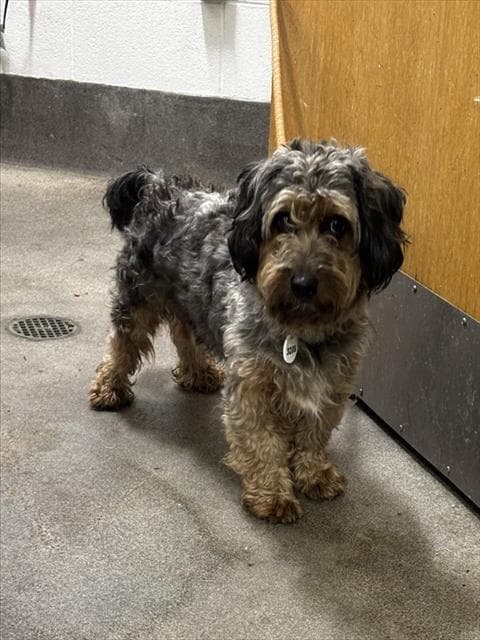 Unknown - Poodle (Miniature)