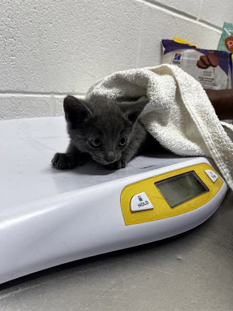 Rosey - Domestic Short Hair