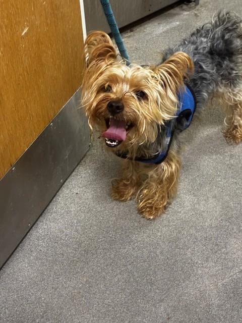Bear - Yorkshire Terrier Yorkie