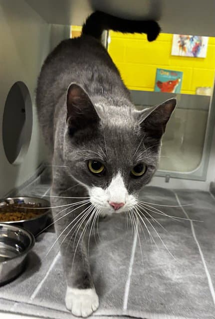 Ori - Domestic Short Hair