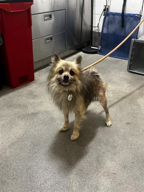 Sammy - Pomeranian